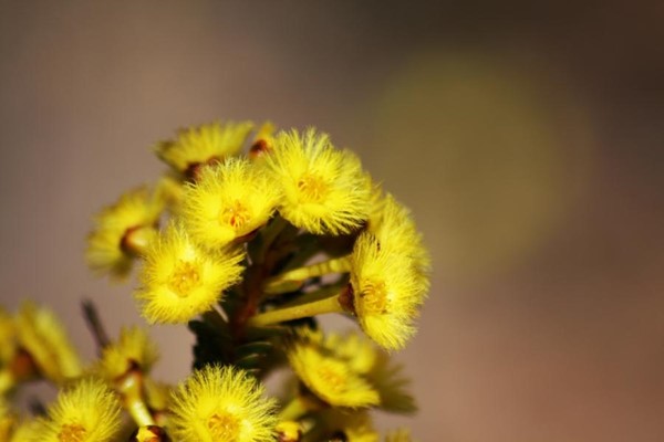 Camera Club (Peter Stoffberg) - 900 Yellow flower