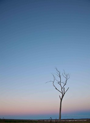 Camera Club (Peter Stoffberg) - 900 tree3 1