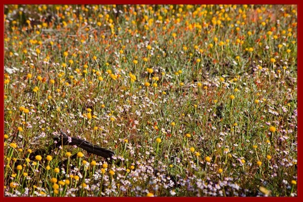 Camera Club (Peter Stoffberg) - 900 wildflowers