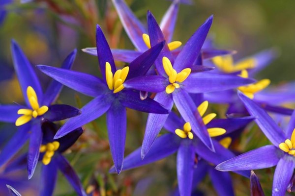 Camera Club (Grant Medlen) - 900 Blue Tinsel Lily