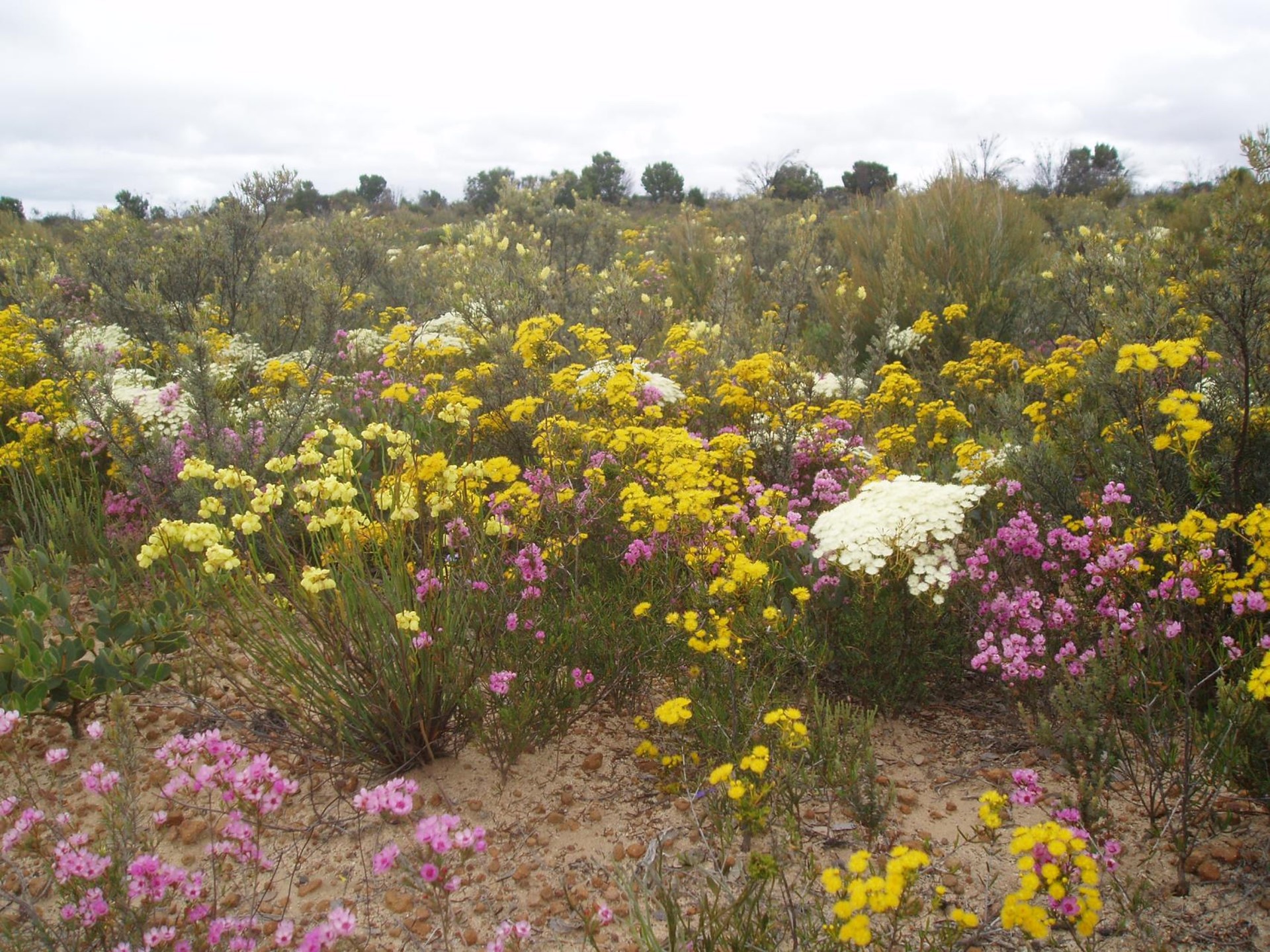 Picture: Wild flowers